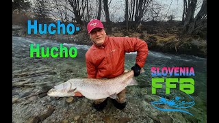 Hucho fishing Slovenia 2024 Teaser [upl. by Ellehs]