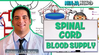 Neurology  Spinal Cord Blood Supply [upl. by Lanza859]