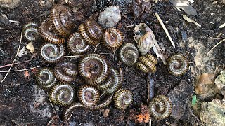 Hundreds of insects Millipedes catch millipedes hundreds amazing insects [upl. by Yorgerg]