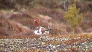 DALRIPA Willow Ptarmigan Lagopus lagopus Klipp  89 [upl. by Ddahc]