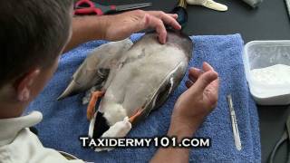 How to Taxidermy  Bird Taxidermy school  Taxidermy Videos [upl. by Kcod]