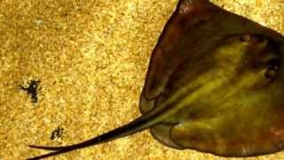 Stingray facts15 Facts About Stingrays [upl. by Ihsakat262]