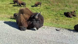 Bison on the Alaskan highway part 2 [upl. by Xuagram]