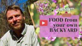 Henbit Food from Your Backyard henbit foraging naturalfood [upl. by Bois]