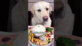 Best Food For Dogpets dogfood petfood shorts [upl. by Yrrej]