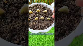 Useful tips for succulents 🪴 suculentas 다육이들 多肉植物 garden [upl. by Imogene]