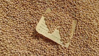 Soyabean bhav 5500  Garlic bhav  Makka bhav gehu bhav  मुगंफली चना जौ  सोयाबीन 5500 के पार [upl. by Saint]