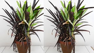 Caring for repotting and propagating the Cast iron plant and Phormium black [upl. by Anu582]