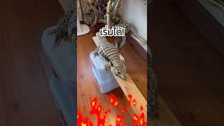 พื้นเป็นลาวา  เตกู Tegu Exoticpet BalconZoo สัตว์เลี้ยง กิ้งก่า reptile [upl. by Yellhsa527]