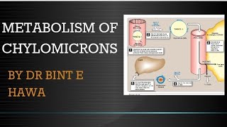 Metabolism of Chylomicrons Lipoproteins By Dr Bint e Hawa [upl. by Roede]