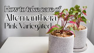 How to take care of Alternanthera Pink Variegated [upl. by Nyletak874]