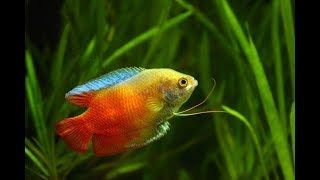 12 types of Gourami fish [upl. by Aicined791]