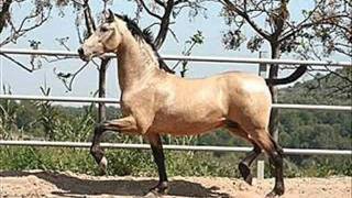 CADETES DE LINARES CABALLOS DE PANCHO VILLA [upl. by Jillane]