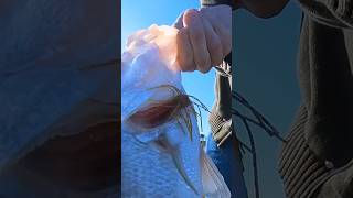 BFS Fishing with Confidence Baits  OSP Dice Rubber on BFS rod [upl. by Worsham]