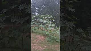 Castor beans September 1st [upl. by Gaskins]