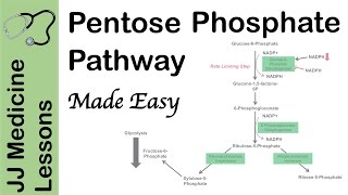 Pentose Phosphate Pathway  Regulation Purpose and Importance in Human Health [upl. by Nnor]