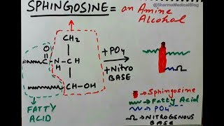 Sphingophospholipid Biochemical Structure amp Brief Lipids Classification [upl. by Anbul]