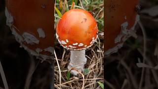 Ovolo Malefico Amanita Muscaria [upl. by Eve]