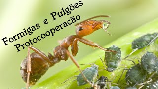 🐞🐜Pulgões e Formigas  Protocooperação [upl. by Grimes]