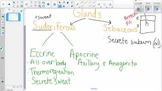 Sudoriferous and Sebaceous Glands [upl. by Noach666]