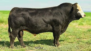 Black Simmental bulls [upl. by Helbonia]