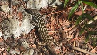 Tiger whiptail lizard California 92563 [upl. by Yedorb]