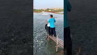 The process of feeding fish feed to pond fish [upl. by Aseyt]