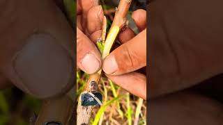 Easy trees grafting technique🫒 plants nature gardening [upl. by Asehr]