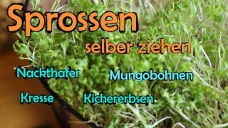 Sprossen selber ziehen  Mungobohnen Kichererbsen Hafer Kresse Weizengras [upl. by Broek]