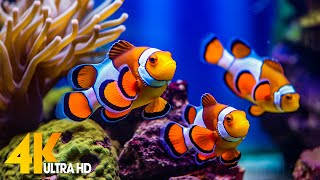 Aquarium 4K VIDEO ULTRA HD 🐠 Beautiful Coral Reef Fish  Relaxing Sleep Meditation Music [upl. by Ytinirt494]