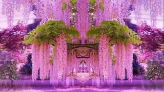 Magnificent Colors of Wisteria HD1080p [upl. by Pulcheria]