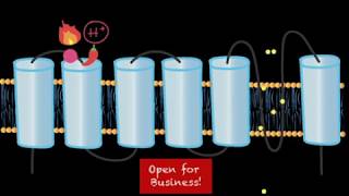 TRPV1 Channels [upl. by Aznecniv512]