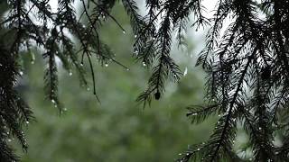 Relaxing Sound of Rain and Wind in Forest 1 Hour  Rain Drops Falling From Trees with Wind [upl. by Airom445]