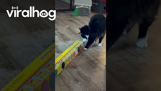 Tuxedo Cat Tries To Fit In Long Box  ViralHog [upl. by Saturday]