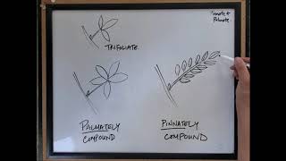 Pinnate vs palmate compound leaves  Tree ID [upl. by Troxell]