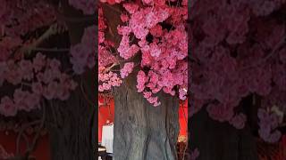 Huge pink sakura blossoms in the middle of Chinese theme hotpot restaurant Ipoh sakura pink eat [upl. by Mazel]