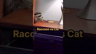 Best behaviour 🐾 Raccoon vs Cat [upl. by Eetnuahs37]