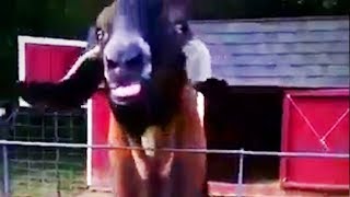 Funny Goats 🐐 Funny Goats Screaming Like Humans Part 2 Epic Life [upl. by Budwig90]