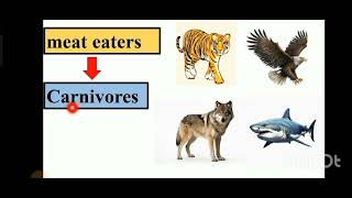 FOOD  OMNIVORE HERBIVORE CARNIVORE CONCEPT [upl. by Borer]