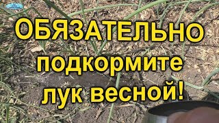 Лук Чем подкормить лук весной для хорошего развития [upl. by Yelnet]