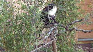 Rare Roloway Monkey Born in Yorkshire [upl. by Firestone61]