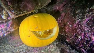 Massive Salp While Diving Lochinver [upl. by Lagasse]