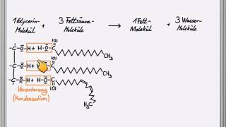 Bildung eines Fettmoleküls [upl. by Kennard703]