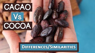 Cacao Vs Cocoa Top 6 Differences and Similarities [upl. by Eineg789]