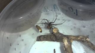 Latrodectus geometricus feeding Brown Widow [upl. by Nnaihs190]