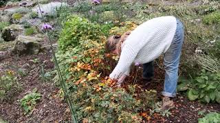 Astilbe lifting and splitting in autumn  Burncoose Nurseries [upl. by Ianthe288]