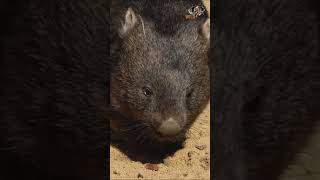 Why does a common wombat dig deep and complex burrows [upl. by Kusin]