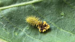 Cannabalism in Epilachna beetleHadda beetle Epilachna vigintioctopunctata grub feeding on eggs [upl. by Laamaj]