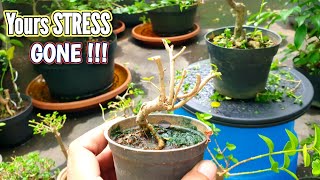 With Bonsai Your Stress Gone bonsai plants bonsaitree [upl. by Aelaza800]