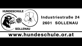 HUNDESCHULE SOLLENAU [upl. by Annazor561]